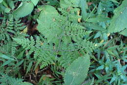 Image of Cheilanthes bergiana Schltdl.