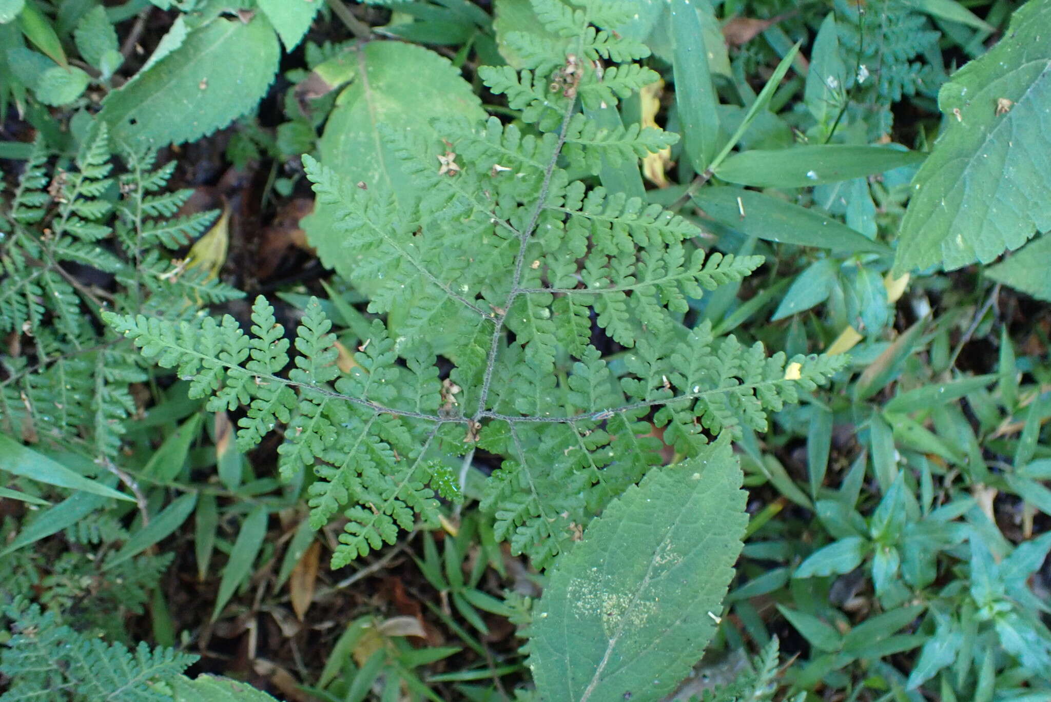 Image of Cheilanthes bergiana Schltdl.