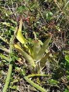 Image of Neoregelia cruenta (Graham) L. B. Sm.