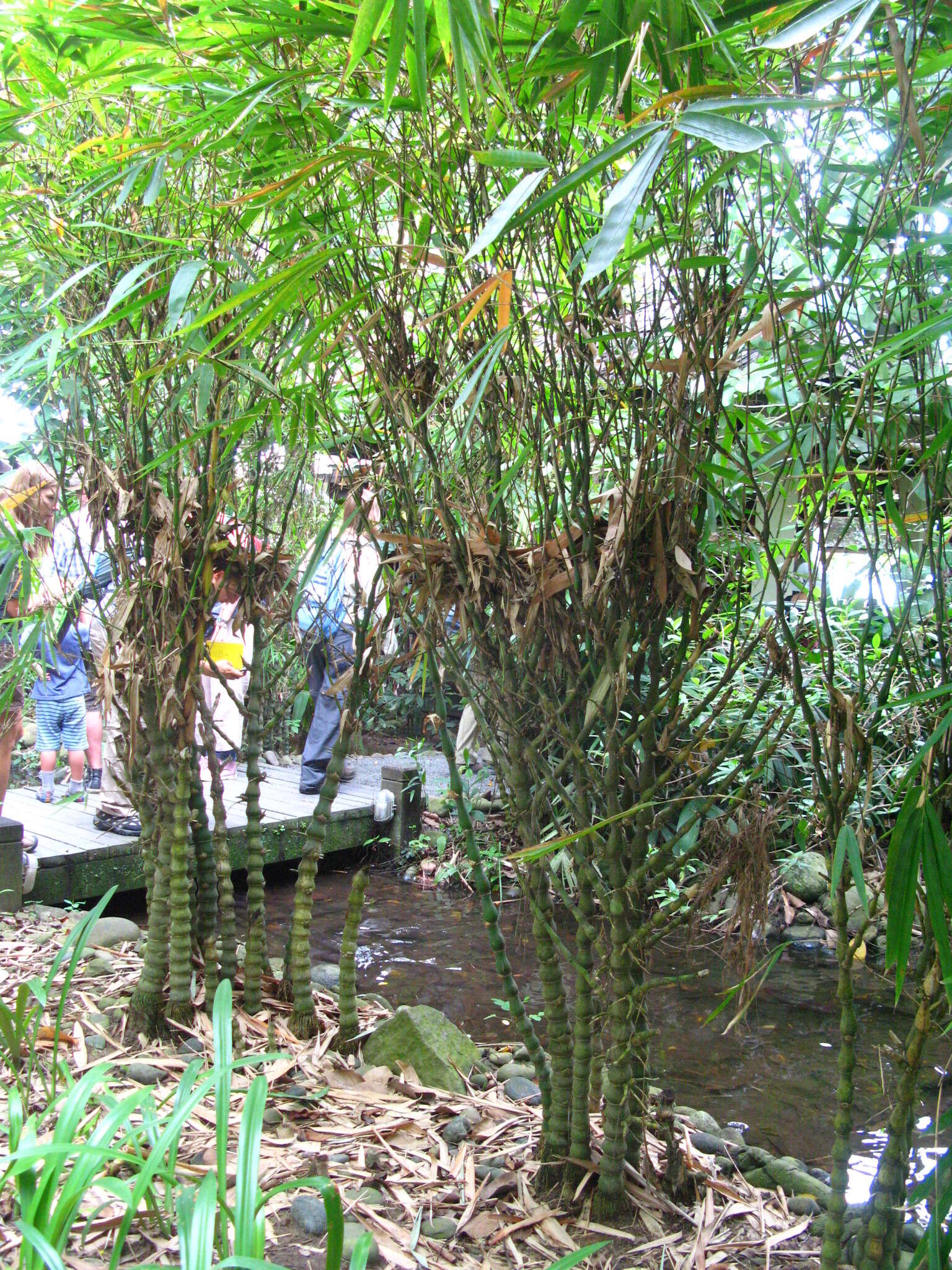 Image of puntingpole bamboo