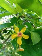 Imagem de Mandevilla subsagittata (Ruiz & Pav.) R. E. Woodson