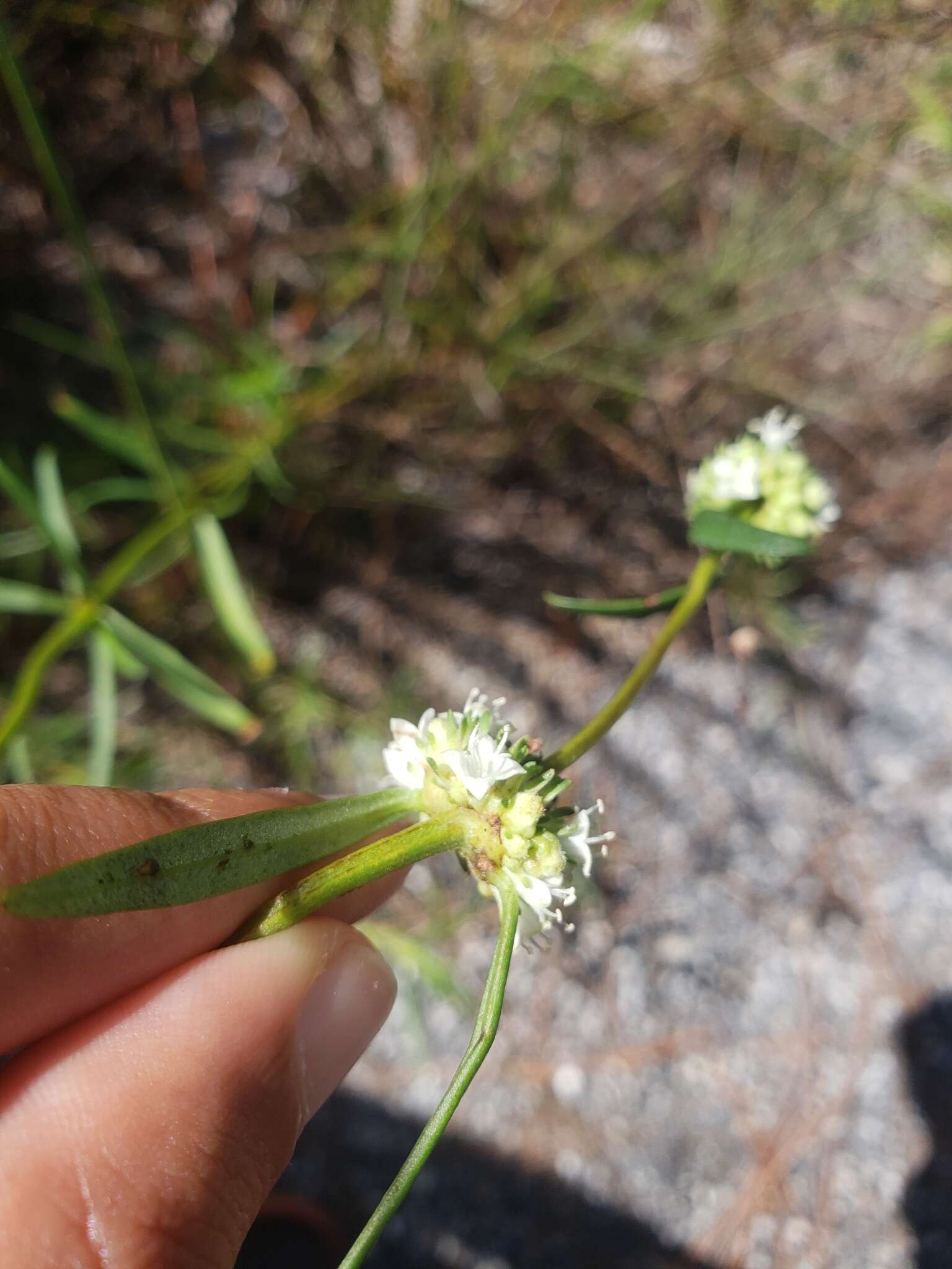 Imagem de Spermacoce neoterminalis Govaerts