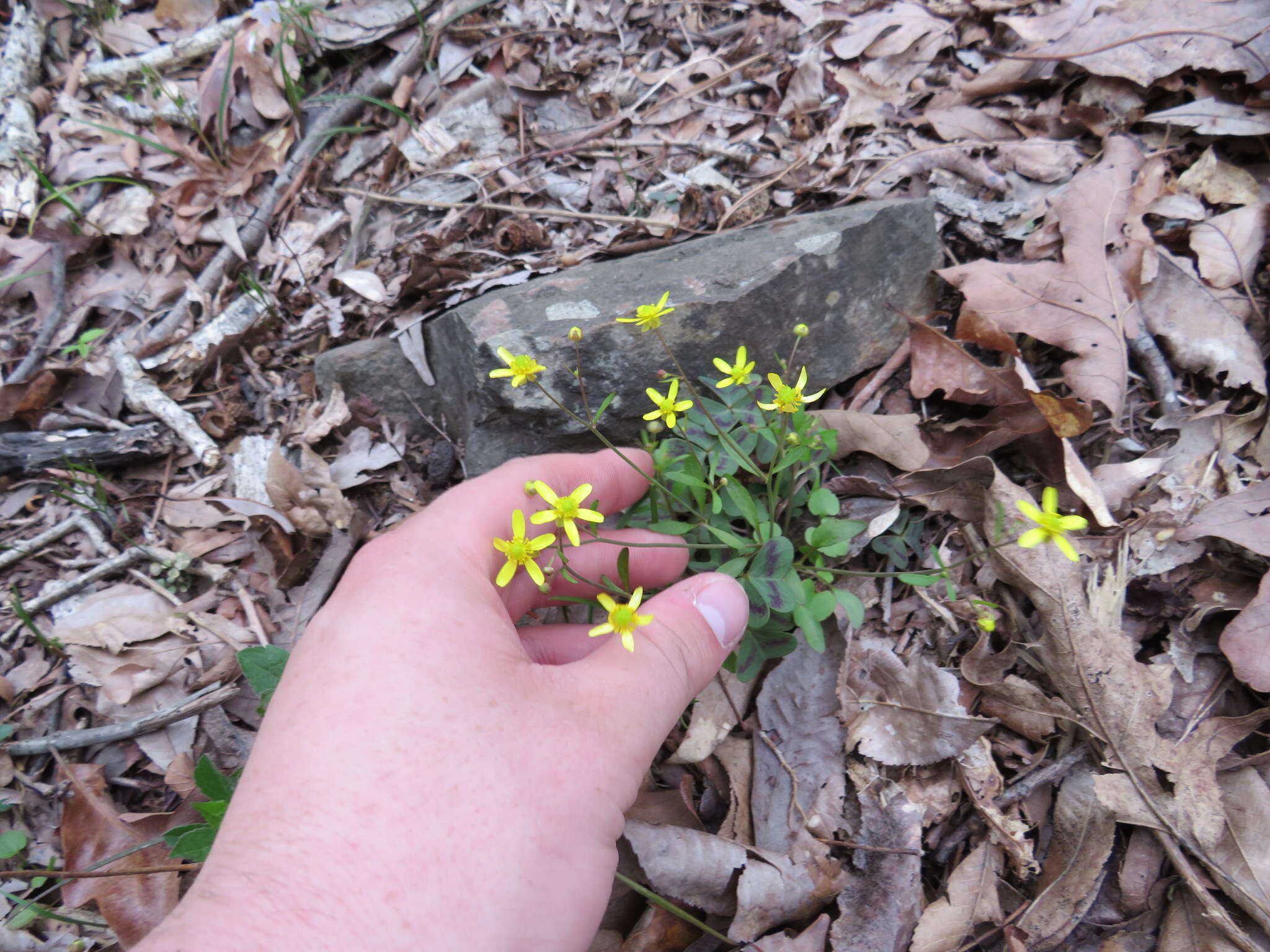 Image of Harvey's Buttercup