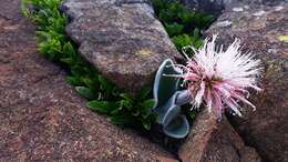 Imagem de Haemanthus humilis subsp. hirsutus (Baker) Snijman