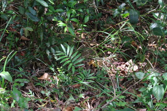 Image of Ground Cycad