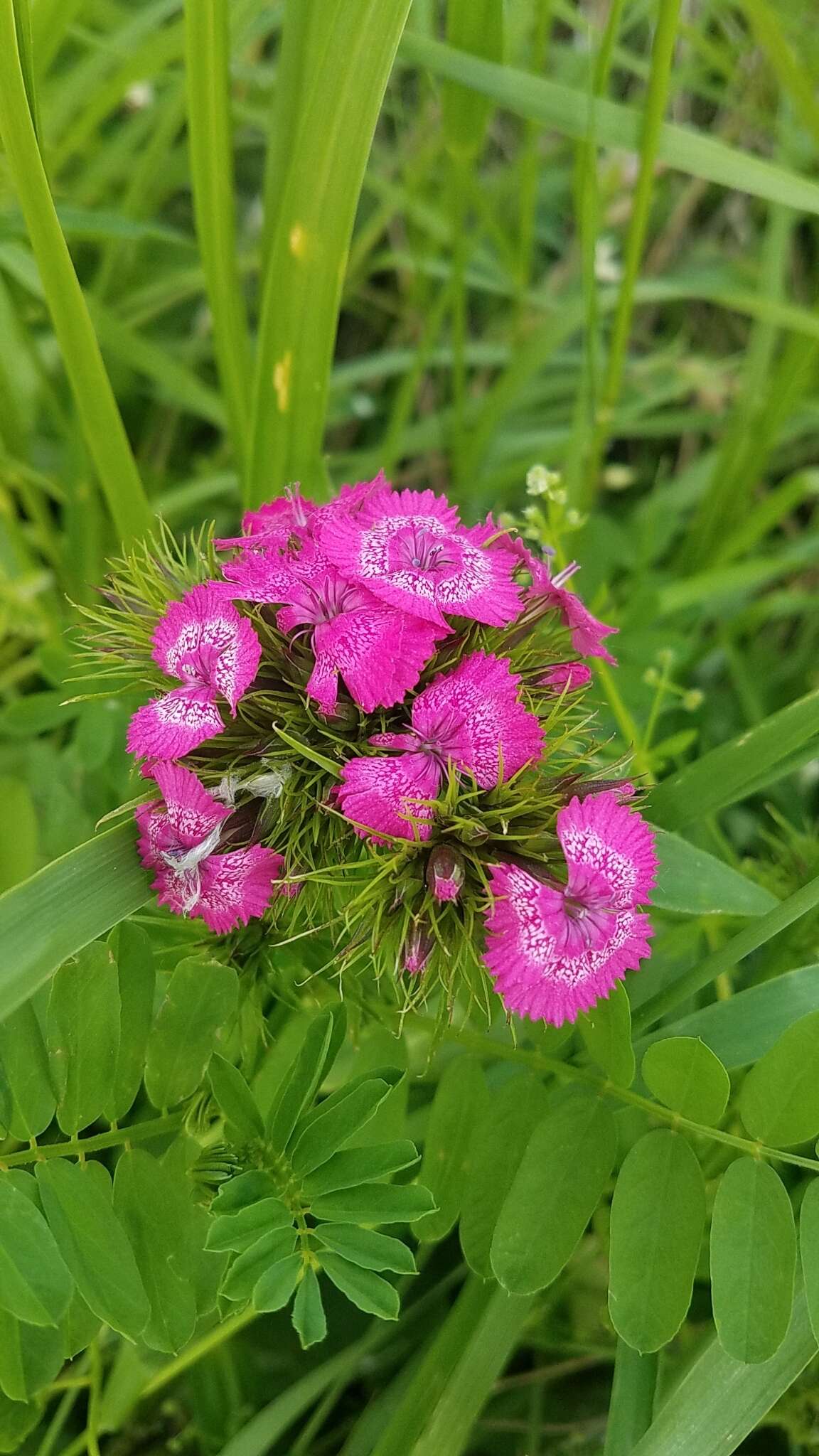 صورة Dianthus barbatus L.