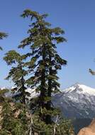 Image of Mountain Hemlock