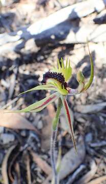 Caladenia stricta (R. J. Bates) R. J. Bates的圖片