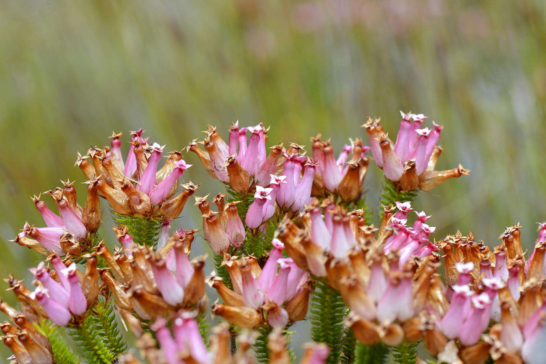 صورة Erica gysbertii var. gysbertii