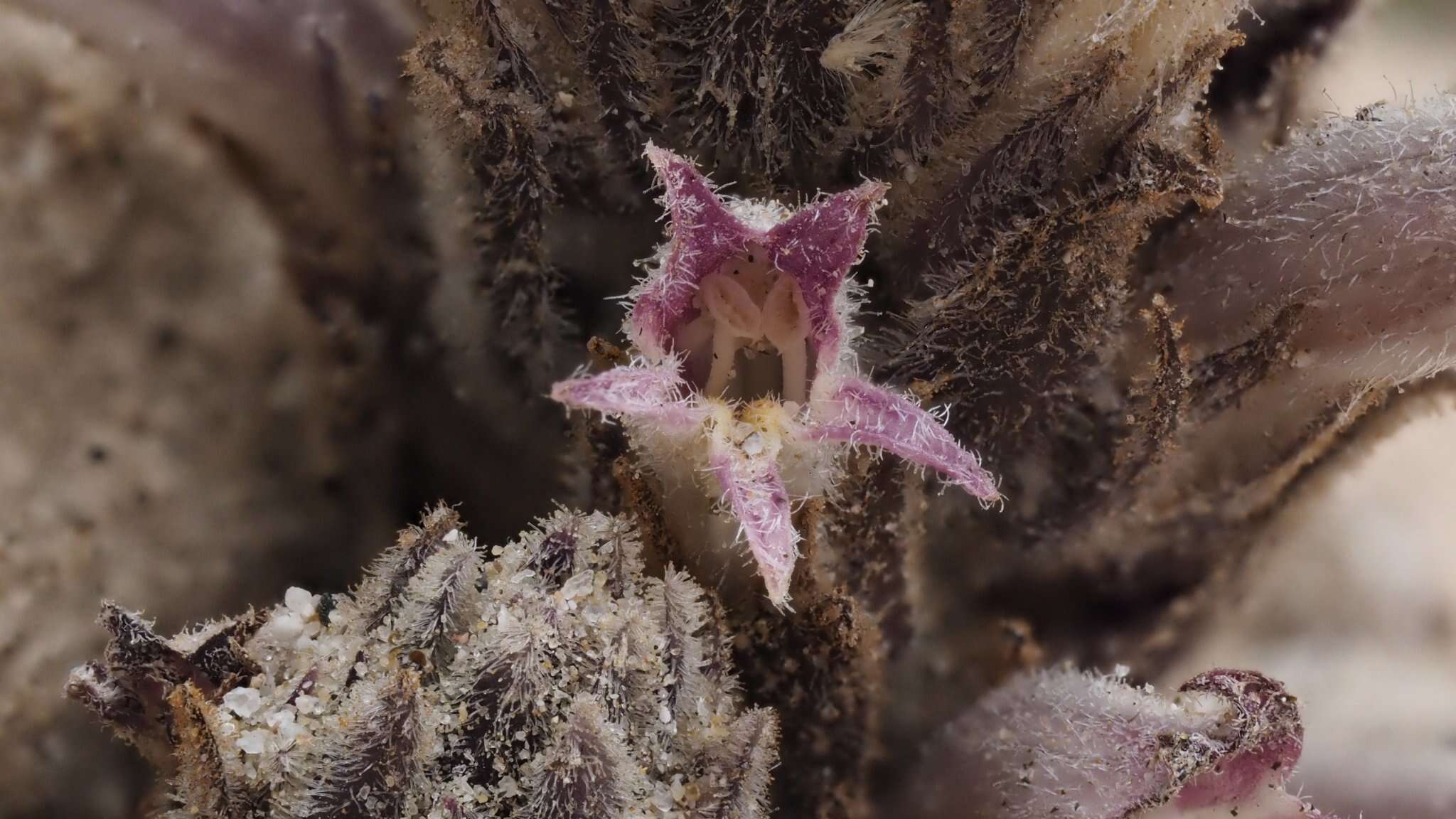 Image of desert broomrape