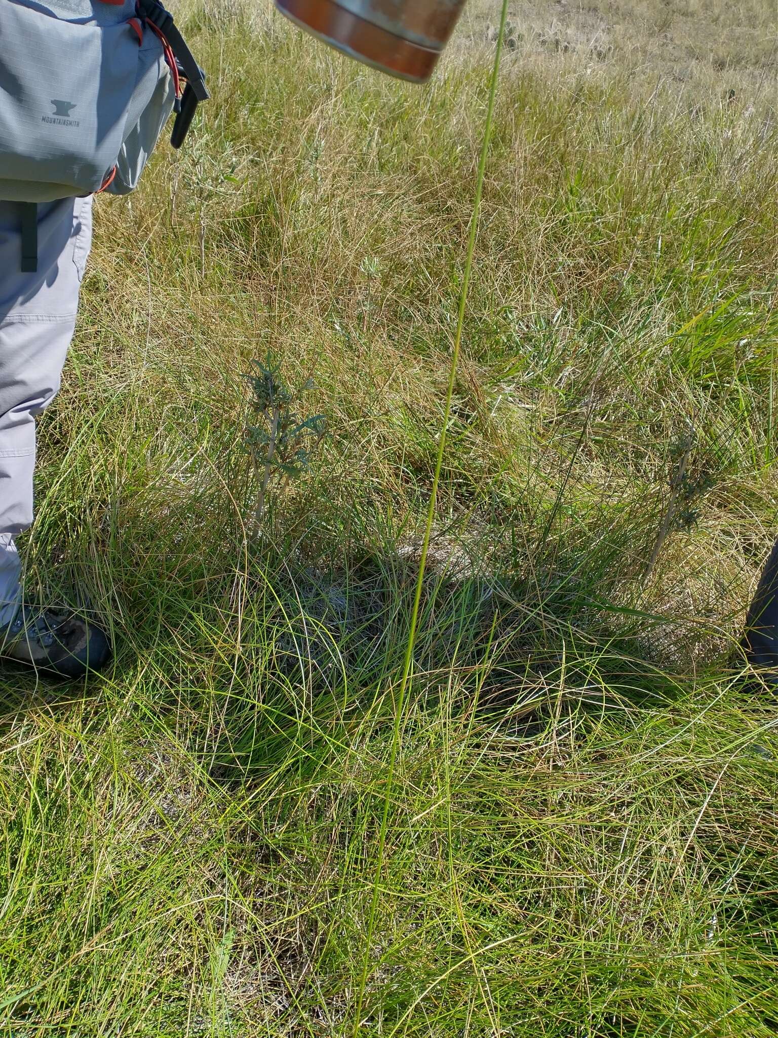 Plancia ëd Eleocharis rostellata (Torr.) Torr.