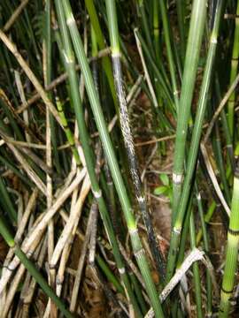 Image of Equisetum hyemale subsp. hyemale