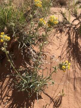 Image of Brenda's yellow cryptantha