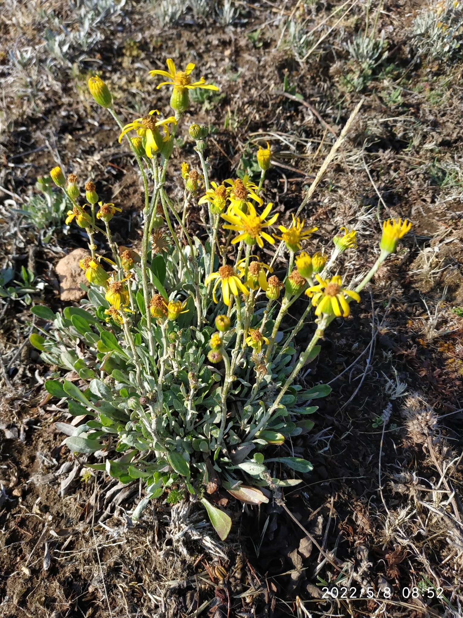 Image de Packera bellidifolia (Kunth) W. A. Weber & Á. Löve