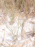 Image of saltgrass