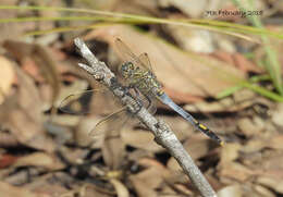 Image of Orthetrum caledonicum (Brauer 1865)