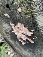 Image of Leptoporus mollis (Pers.) Quél.