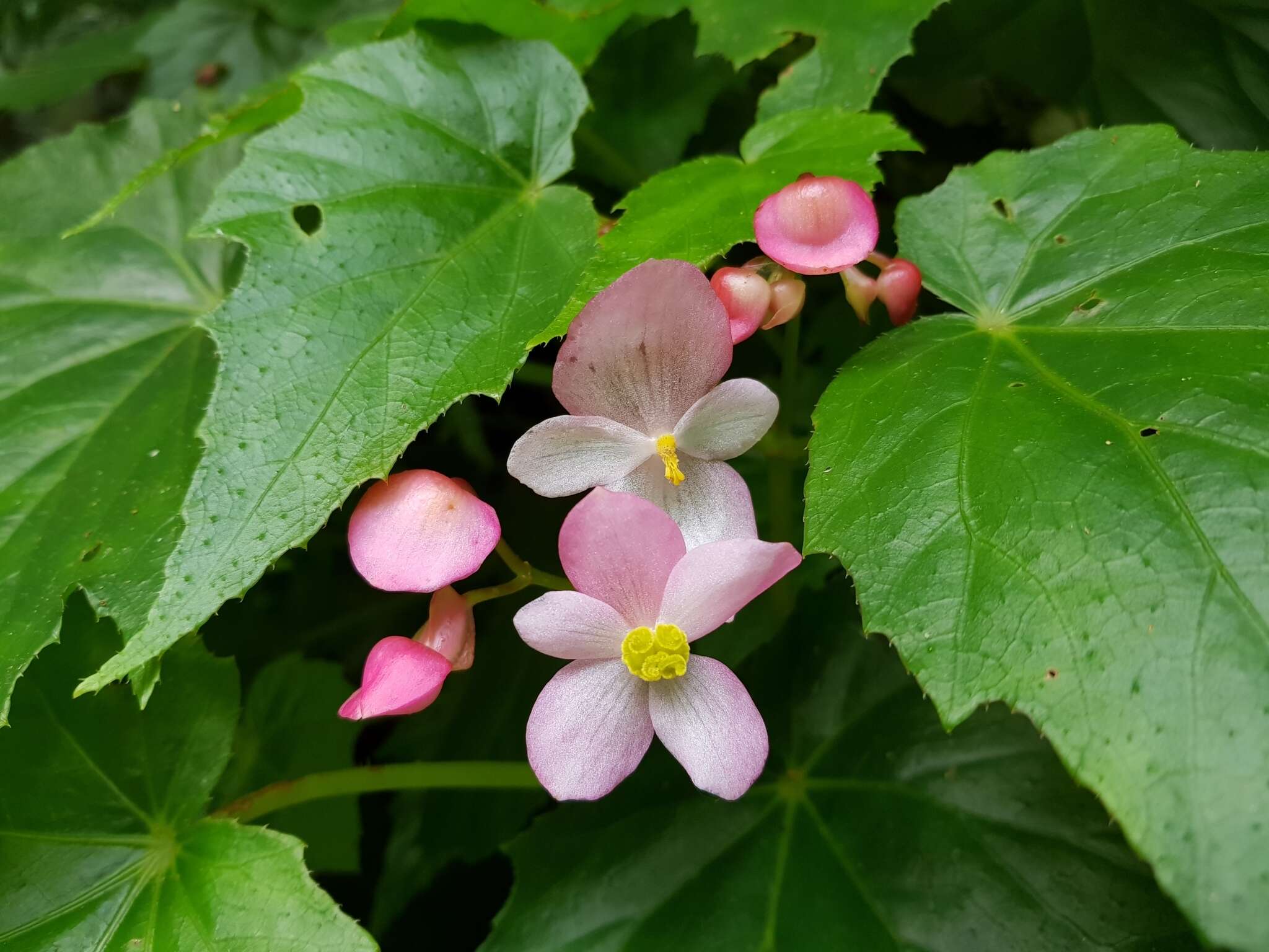 Image of Begonia formosana (Hayata) Masam.