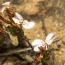 Sivun Stylidium adpressum Benth. kuva