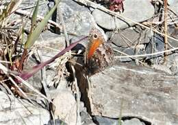 Image of Homoeonympha boisduvalii Blanchard 1852