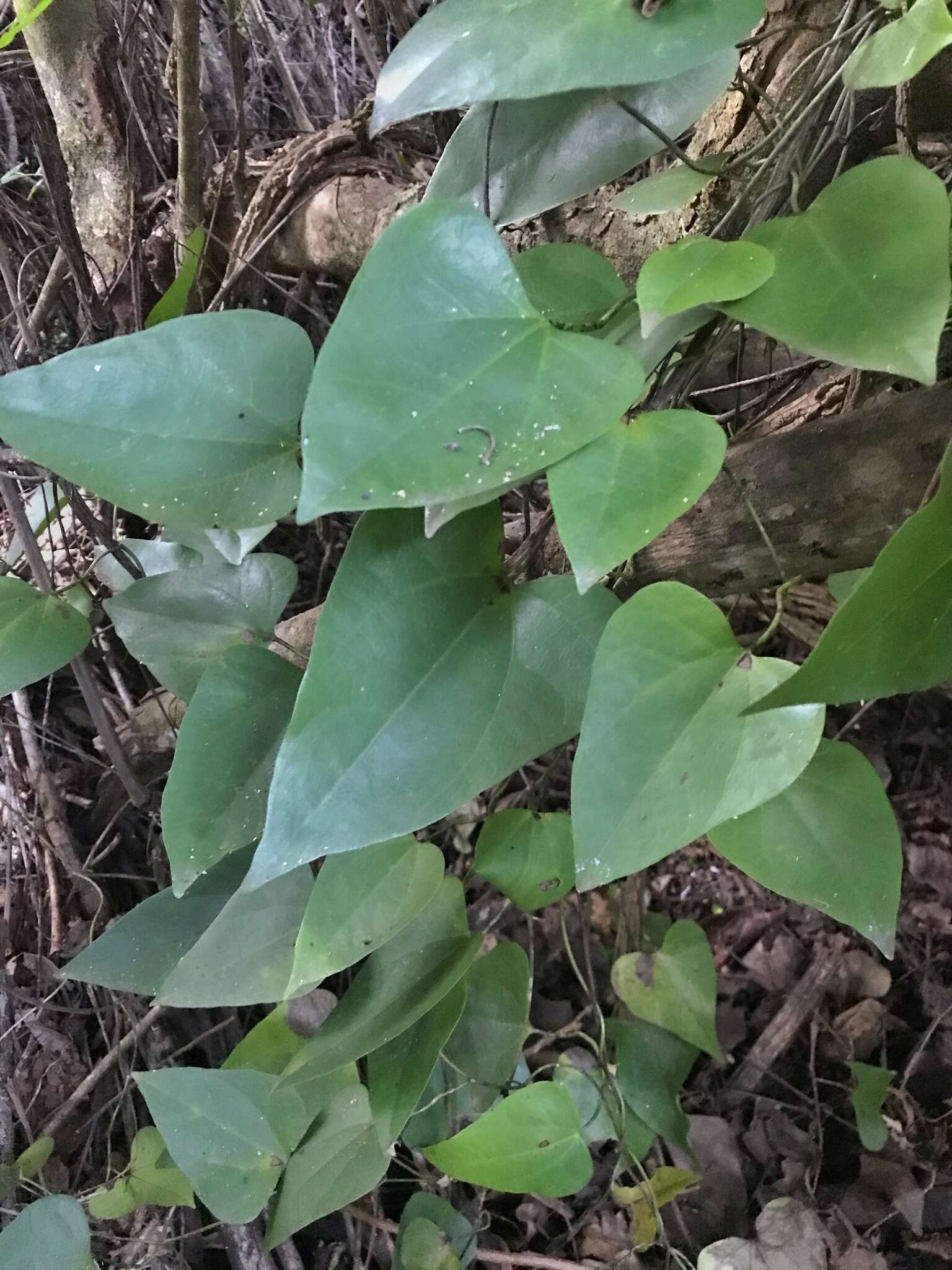 Image of Aristolochia triangularis Cham.