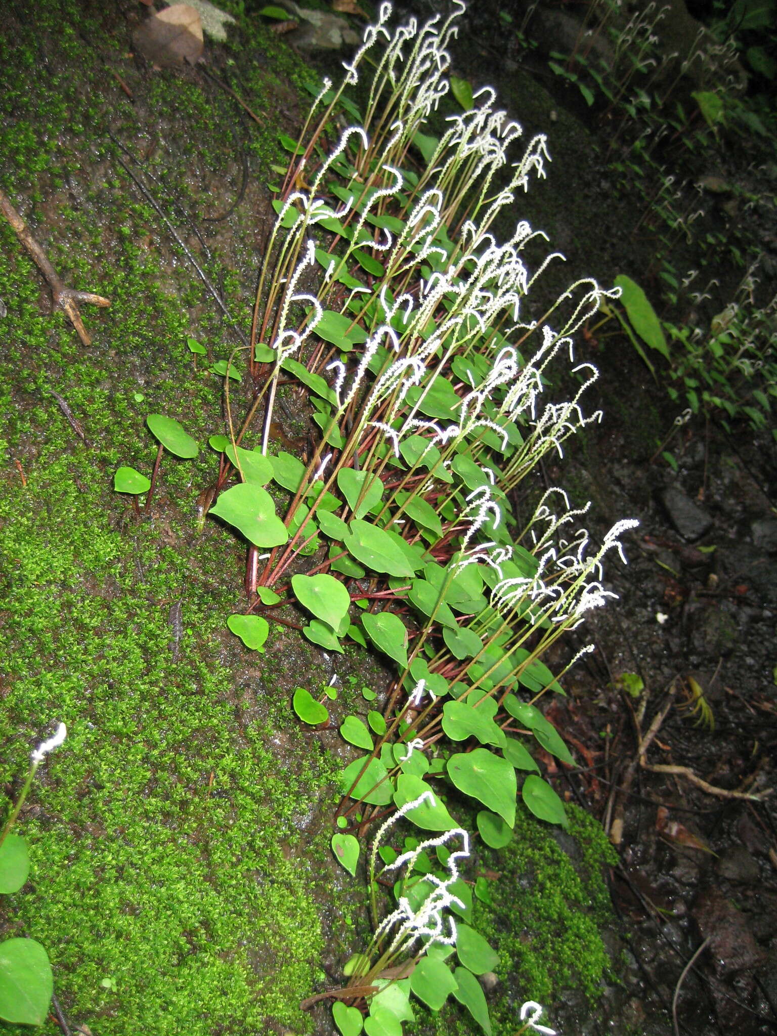 Image of Peperomia claytonioides Kunth