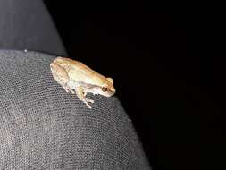 Image of Desert Tree Frog