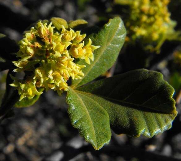 Searsia populifolia (Sond.) Moffett的圖片