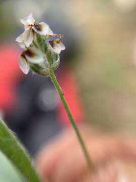 Image of Plantago nivea Kunth