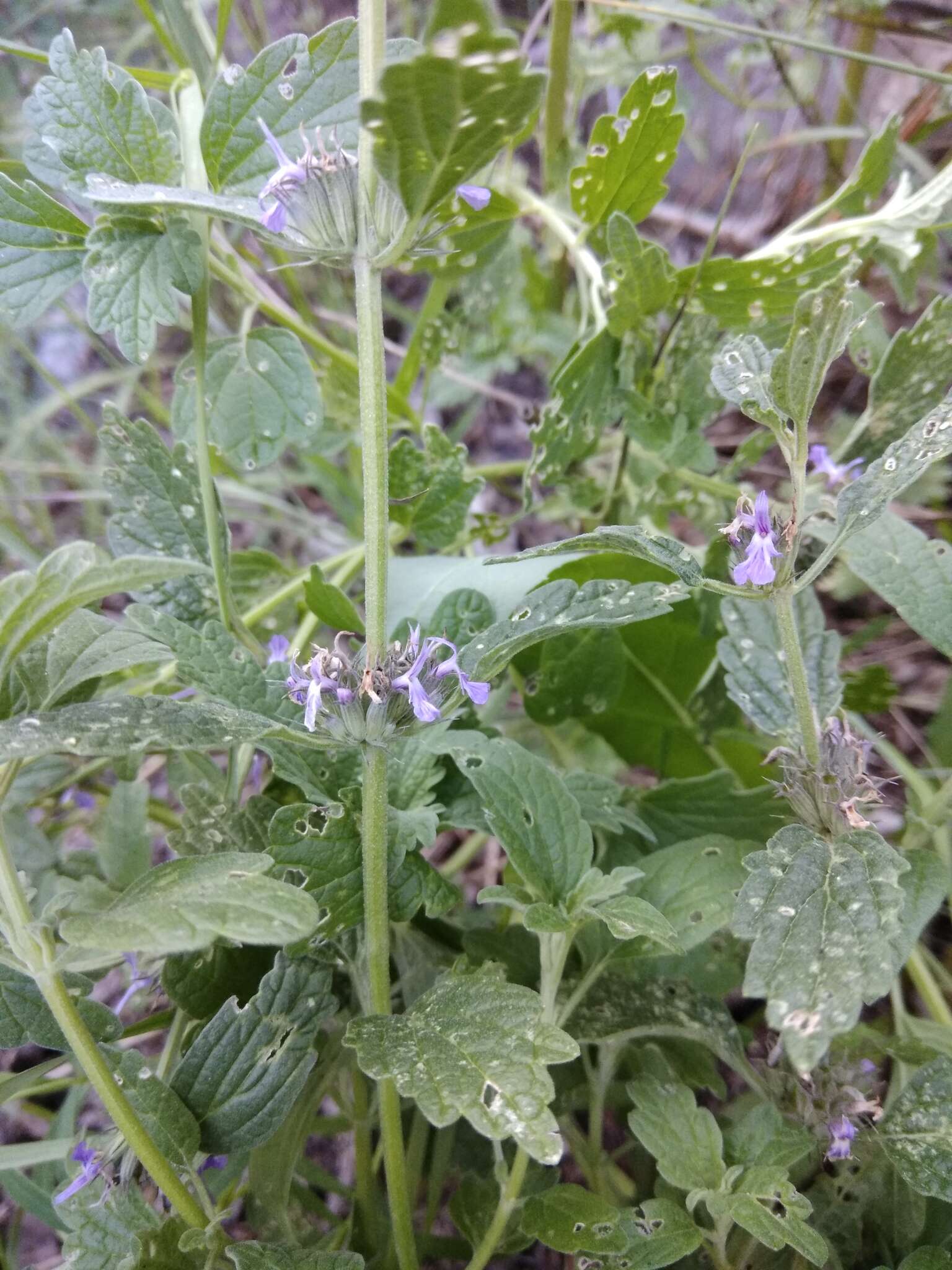 Marrubium leonuroides Desr.的圖片