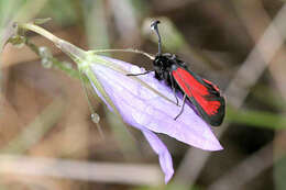 Plancia ëd Zygaena purpuralis Brünnich 1763