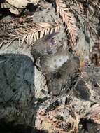 Image of Fog Shrew