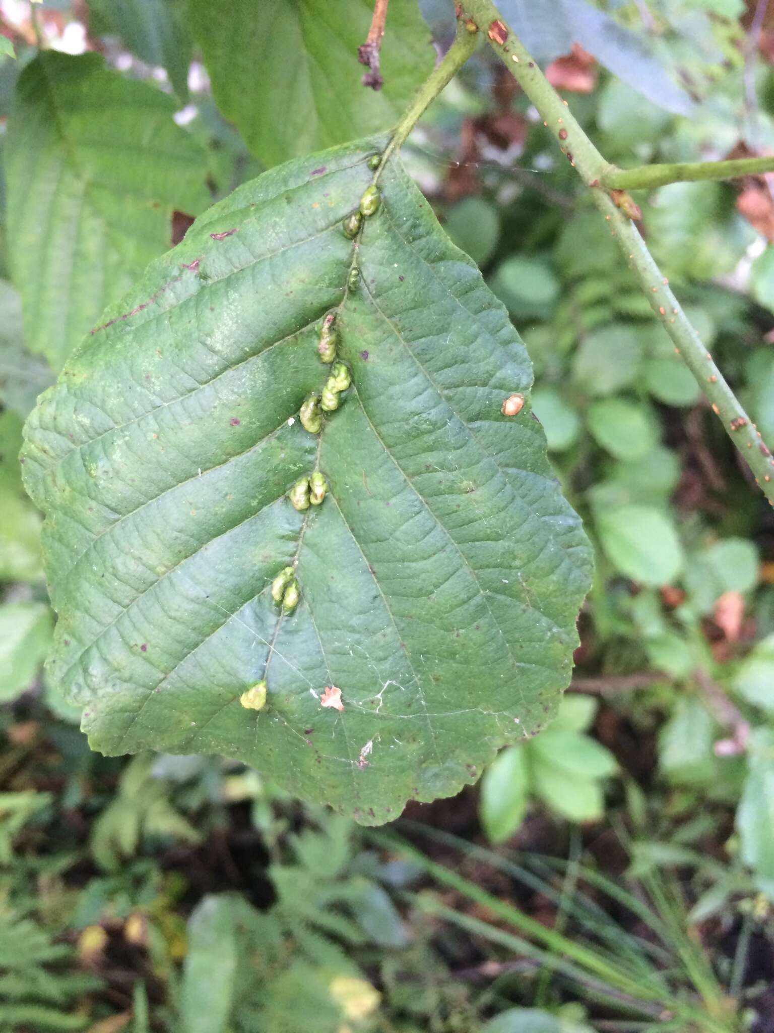 Imagem de Eriophyes inangulis