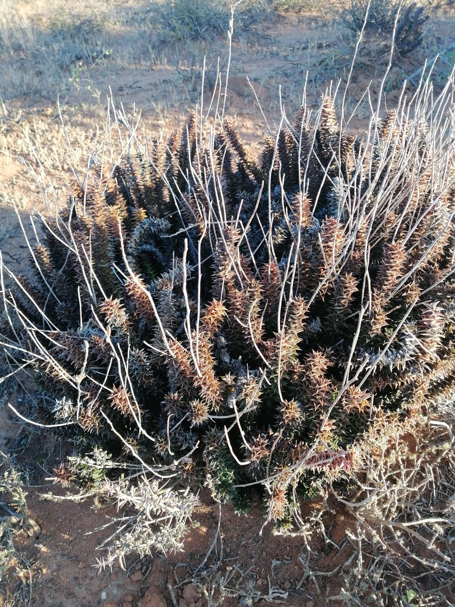 Image of Astroloba foliolosa (Haw.) Uitewaal