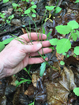 Image of Limestone Bittercress