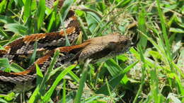 Image of Timber Rattlesnake