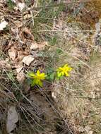 Euphorbia epithymoides L. resmi