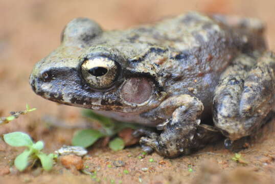 Image of Robber frog