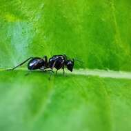 Image of Polyrhachis rastellata (Latreille 1802)