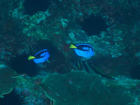 Image of Paracanthurus