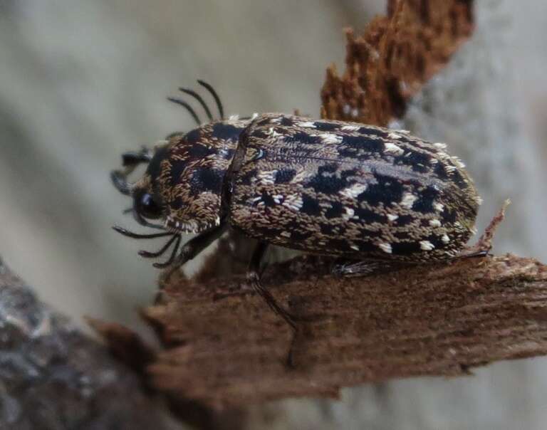 Image of Mitophyllus arcuatus Holloway 2007