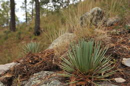 Image of Agave rzedowskiana P. Carrillo, Vega & R. Delgad.