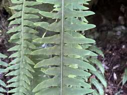Goniophlebium transpianense (Yamam.) L. Y. Kuo的圖片
