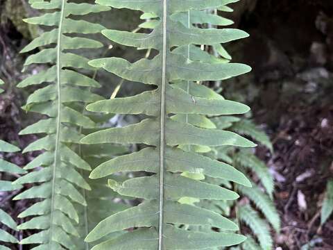 Goniophlebium transpianense (Yamam.) L. Y. Kuo的圖片