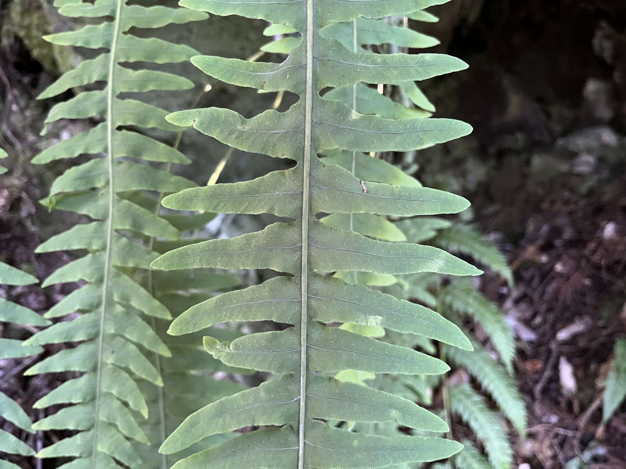 Image of Goniophlebium transpianense (Yamam.) L. Y. Kuo