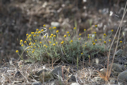 Image of Anthemis rhodensis subsp. rhodensis