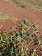 Image of Carex bonariensis Desf. ex Poir.