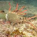 Image of Green Rock Lobster