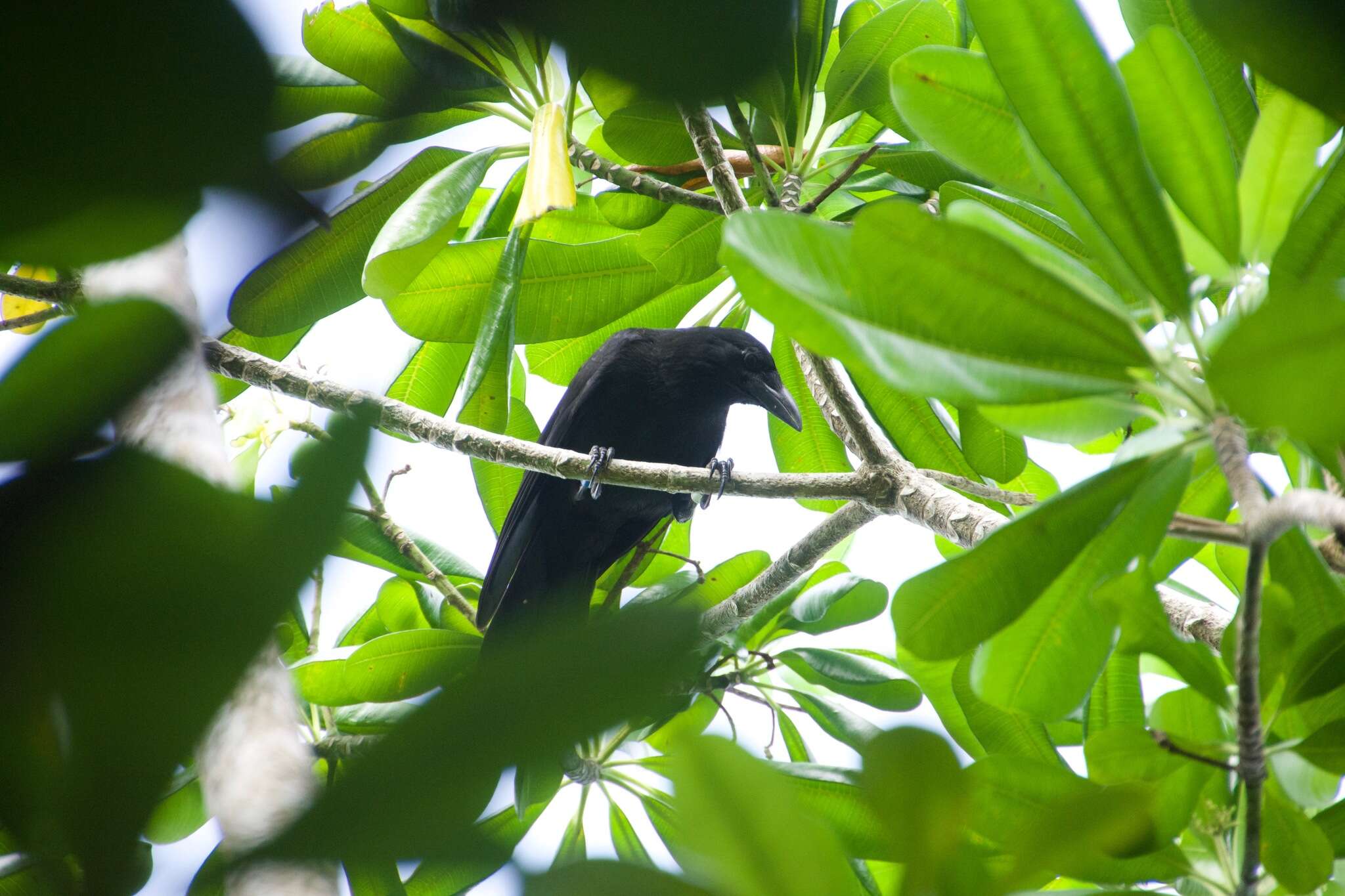 Image of Guam Crow