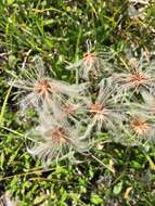 Image of eightpetal mountain-avens